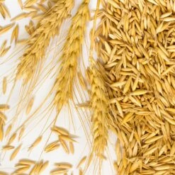 Newdale Two Row Malting Barley - Seed Barley - Pre-order For 2024 Season 5 Newdale Two Row Malting Barley - Seed Barley - Pre-order For 2024 Season -Liquor Discount Store 43473 2 Row Barley Seed 1