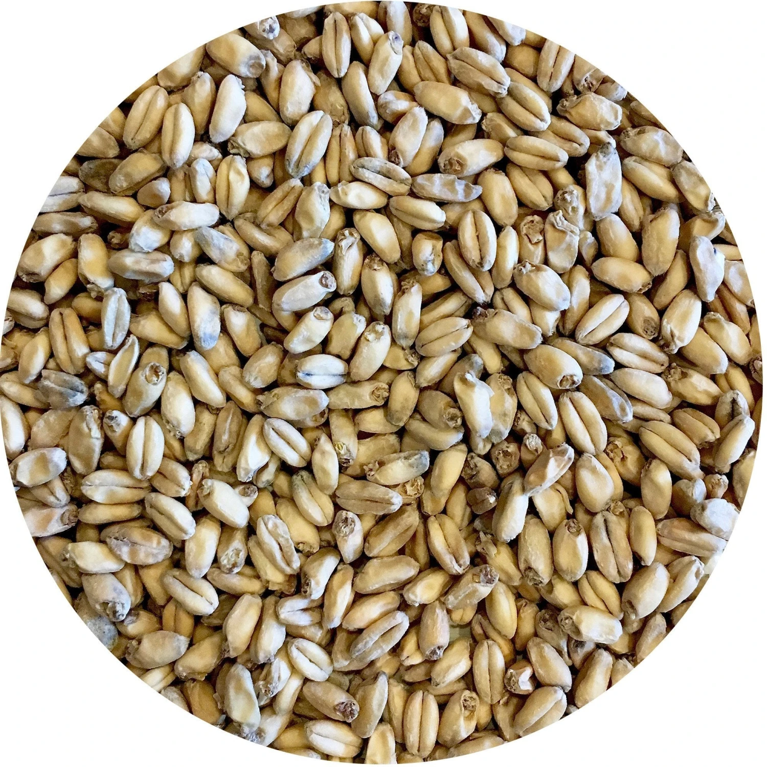 Shaniko (White Winter Wheat) Malt - Mecca Grade 1 Shaniko (White Winter Wheat) Malt - Mecca Grade