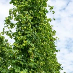 IPA Hop Rhizomes Grow Kit - Pre-order For 2024 Season 16 IPA Hop Rhizomes Grow Kit - Pre-order For 2024 Season -Liquor Discount Store northern brewer hops 1