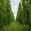 IPA Hop Rhizomes Grow Kit - Pre-order For 2024 Season