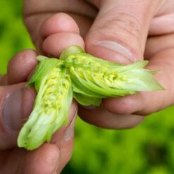 IPA Hop Rhizomes Grow Kit - Pre-order For 2024 Season 17 IPA Hop Rhizomes Grow Kit - Pre-order For 2024 Season -Liquor Discount Store northern brewer hops 5