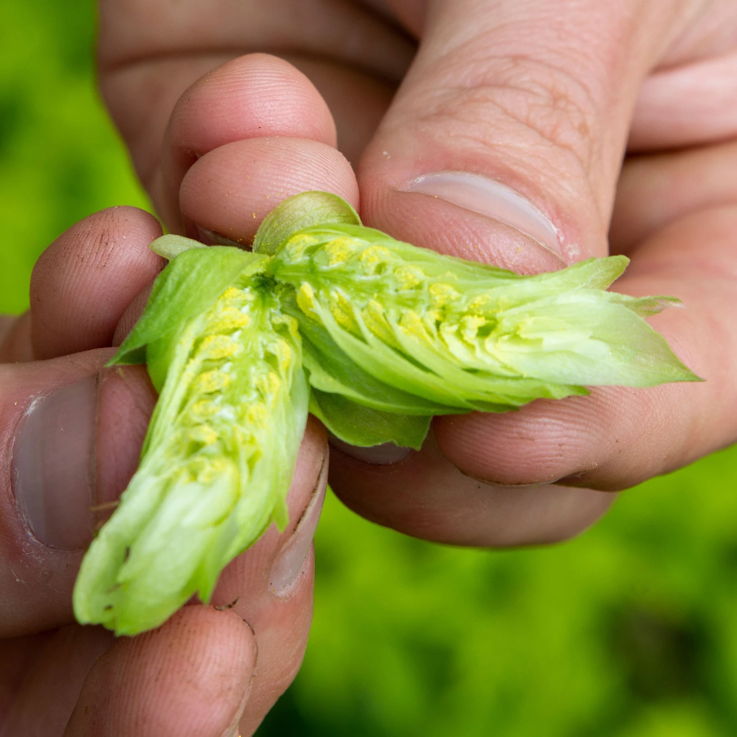 IPA Hop Rhizomes Grow Kit - Pre-order For 2024 Season 9 IPA Hop Rhizomes Grow Kit - Pre-order For 2024 Season - Image 9